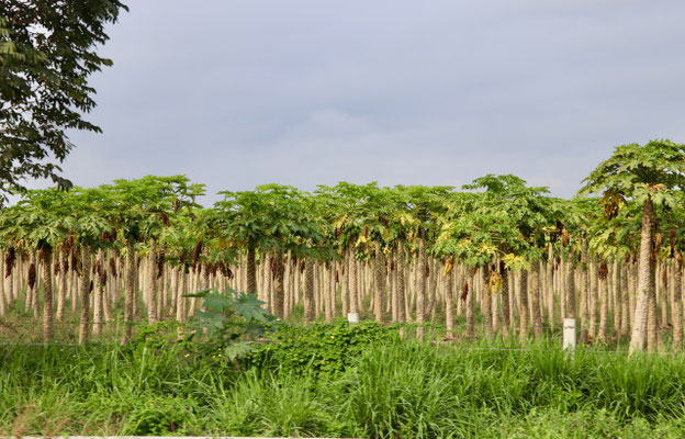 Papaya Plantation