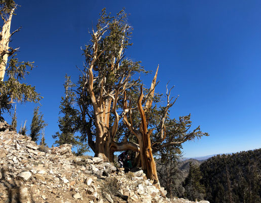 ... Methuselah is the name Dr. Schulman gave the tree he found in the 50's to be over 4000 years old...