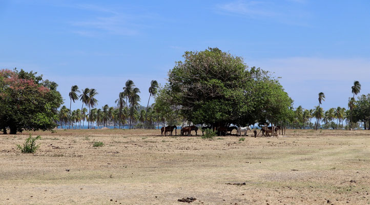 Horses looking for shade under the trees