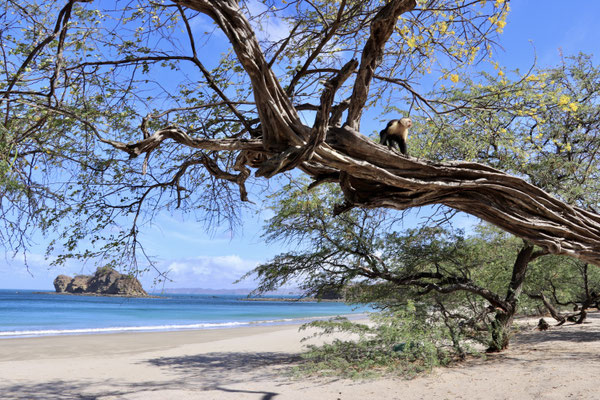 All of a sudden two white faced monkeys appeared on the trees close by