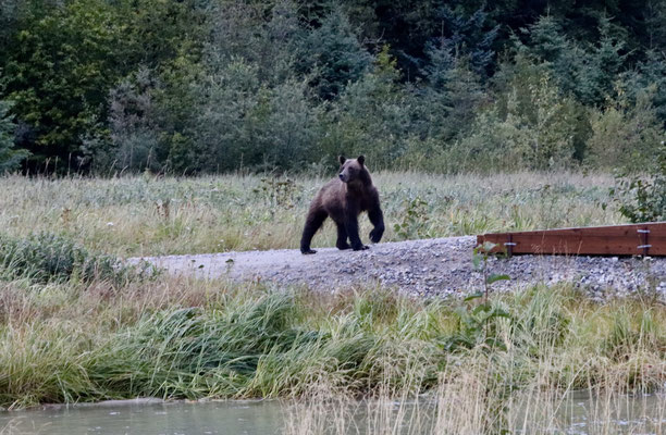Oooops a Grizzzzzly!!!!