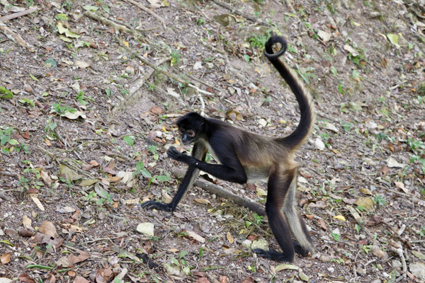 Spider Monkey came for a snack