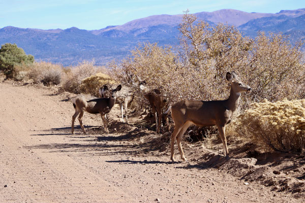 We saw dears regularly and were always alert on the road at dawn and dusk