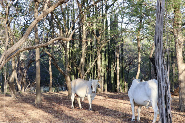 Just behind the white beach there were cows between the trees - I have no idea what they feed off