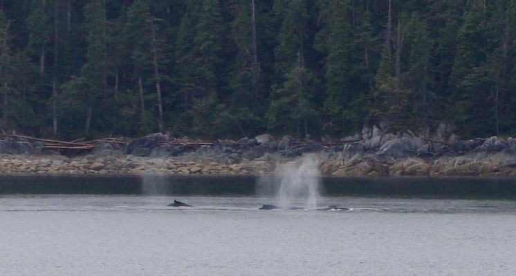 Whales close to shore