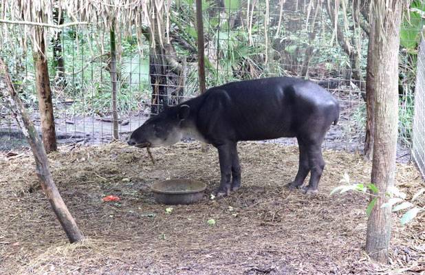 After that we visited Belize Zoo, which started off 30 years ago as an animal refuge - this is the national animal of Belize the Tapir