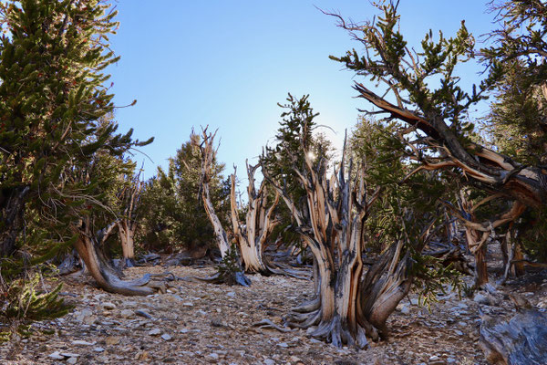 ...the Bristlecone trees prefer the north facing slope