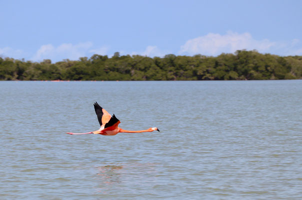 Flamingo in full flight 