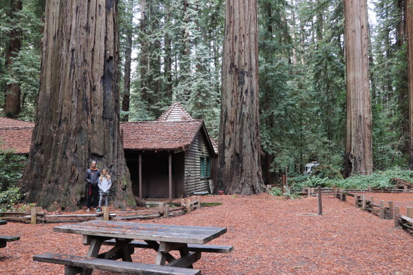 ..and on to the Avenue of the Giants..