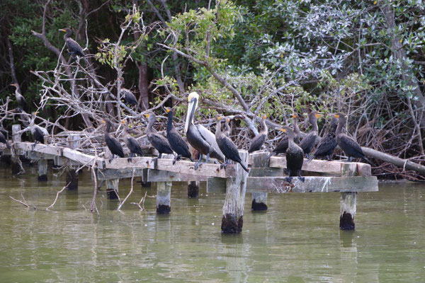 ..where we saw different birds and crabs