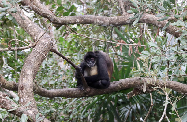 Spider Monkey which we later saw in Tikal