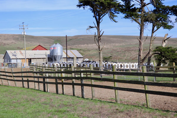 Calf Huts jammed together on a farm in Punta Reyes