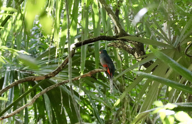 Jose Luis was very observant especially when he heard animals in the jungle - once he grabbed our camera and ran in to the jungle - we both looked at each other - after a few minutes he came back and showed us a picture of the famous Quetzal Bird
