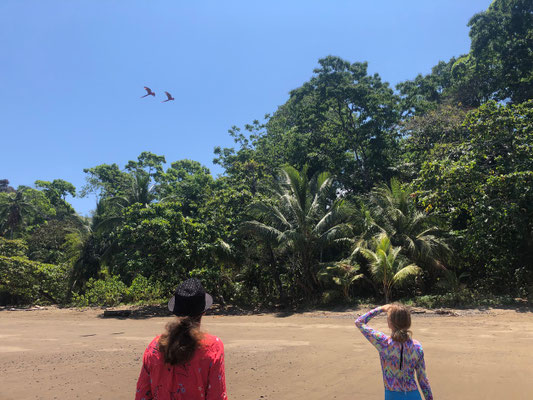 On the way we saw a pair of beautifully coloured parrots fly by
