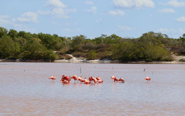 ...we went to the pink lagoons and yes it is true that's why the Flamingos are pink..