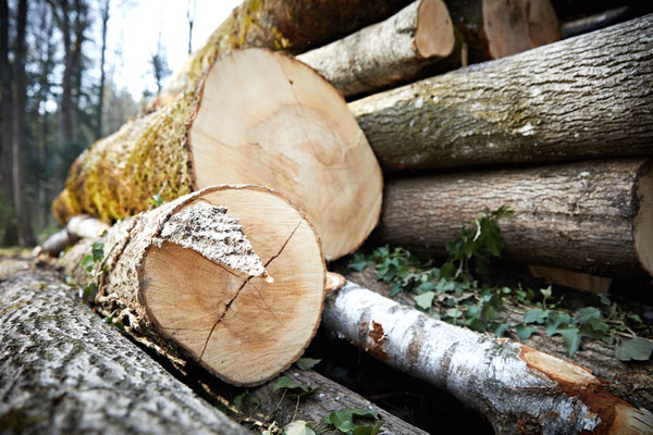 Fotoreportage, Der Wald als Ressource