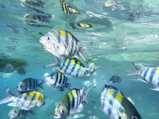 Unterwasserwelt, Raja Ampat, Indonesien