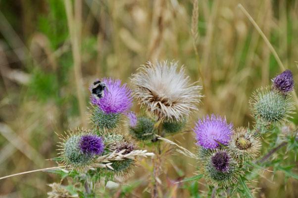 Natur pur an der Storebæltbro