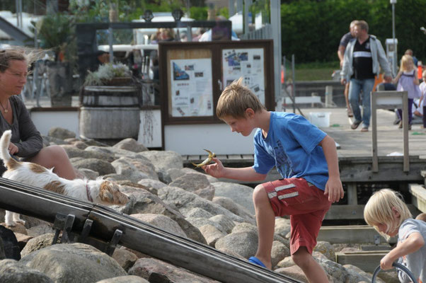 Auch Joshua hat vor vier Jahren in Juelsminde schon Krebse gefangen