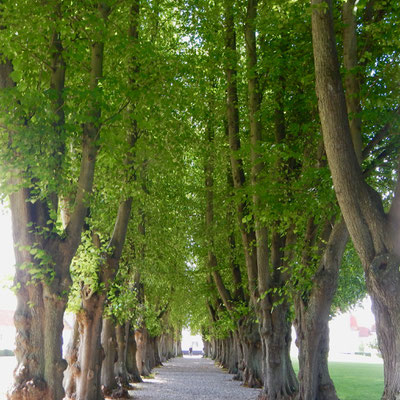 Buchenallee im Schlosspark