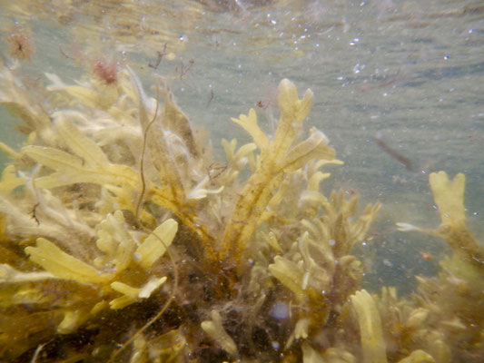 Seegras- Unterwasserfoto