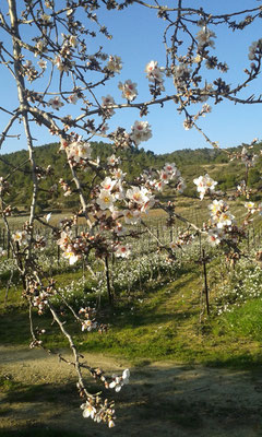 Mandelblüte im Februar