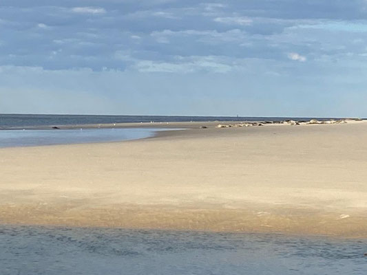 Seehunde am Borkum Nordstrand auf der Seehundsbank
