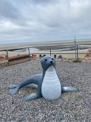 Robbe auf der Insel Borkum