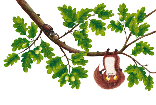 Ein Eichhörnchen macht Schweinebaumel. (Bilderbuch "Oh Schreck! Wer hat sich hier versteckt?"  2022 ellermann, Autorin: Jule Ambach, Illustrationen: Anka Schwelgin)