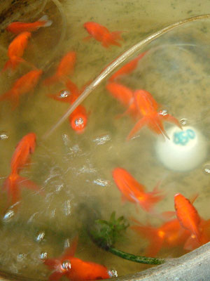 金魚鉢の金魚