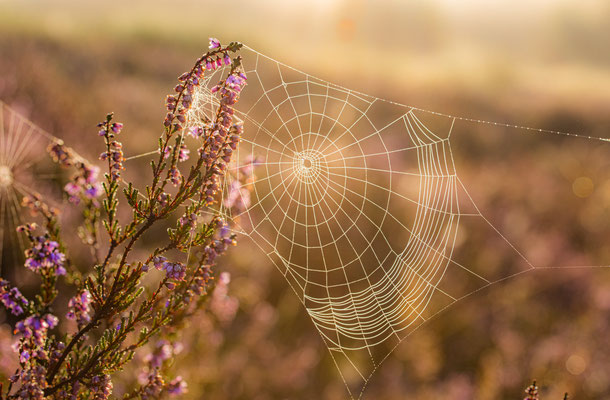 Spinnennetz in der Heide