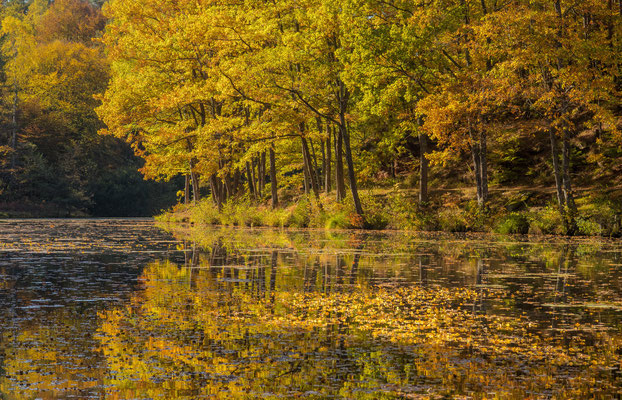 Spießweiher bei Eppenbrunn im Herbst
