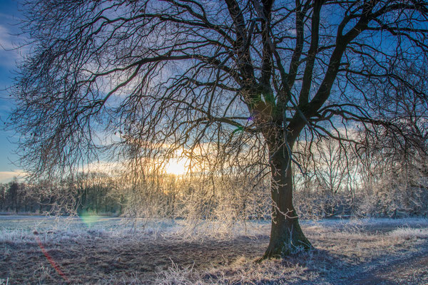 Wintermorgen bei Geinsheim