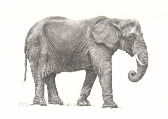 Elefant / Bleistiftzeichnung / Bildgröße ca. 30x40