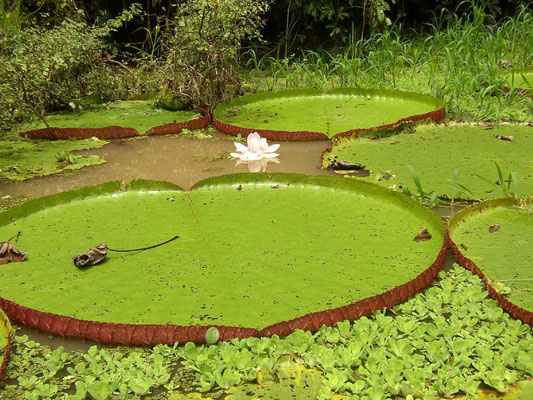 AMAZONAS