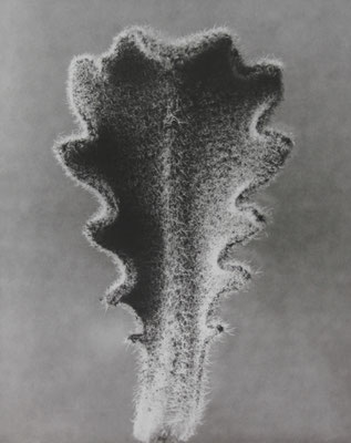 Karl Blossfeldt, Hypochaeris radicata. Ferkelkraut. Junges Rosettenblatt. 30,8 x 28,8 cm / Limitierter Kunstdruck Nr. 17/150 Photografische Sammlung/SK Stiftung Kultur Köln