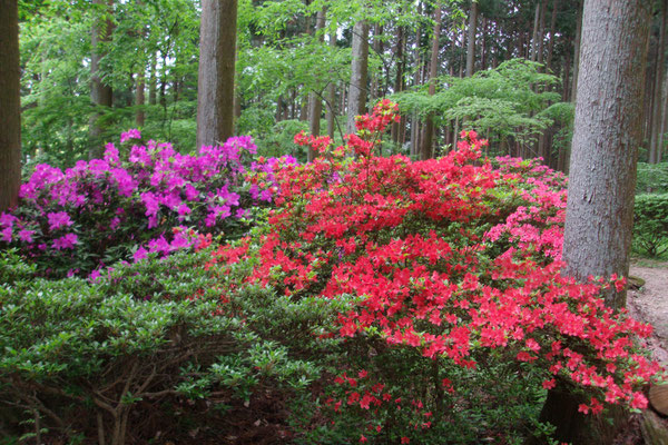 高天山草園のホームページ - takama-sanyasoen Jimdoページ 高天山草園のホームページ - takama-sanyasoen Jimdoページ