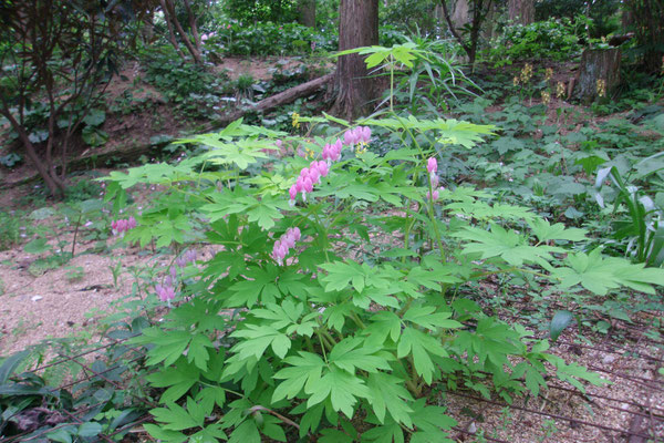 高天山草園のホームページ - takama-sanyasoen Jimdoページ 高天山草園のホームページ - takama-sanyasoen Jimdoページ