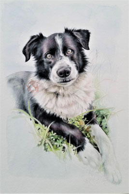 Hütehund "Leo", Aquarell
