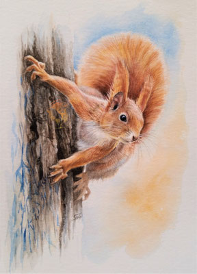 "Eichhörnchen", Aquarell