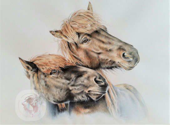 "Befreundete Islandpferde" oder "Tristan", Aquarell