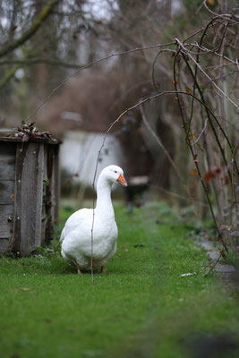 Amanda, unsere letzte Gans, ist nun 20 Jahre alt!