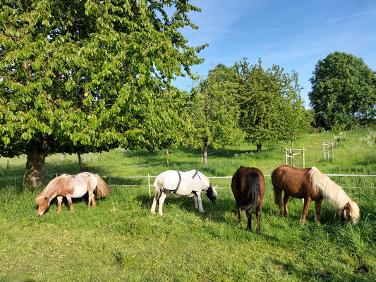 Die Ponys leben auf der Weide, wenn kein Reitunterricht ist