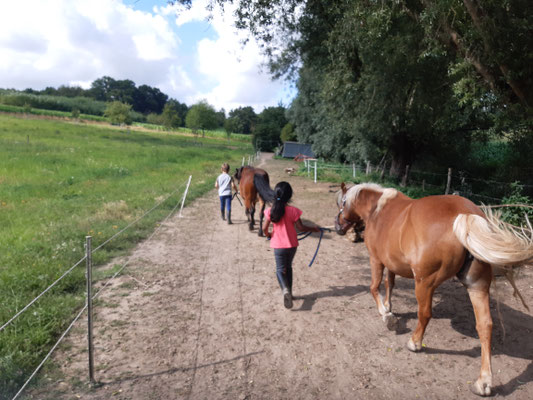 Die Ponys werden reingeholt.