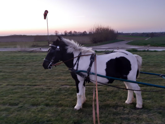 Alle meine Ponys können Kutsche