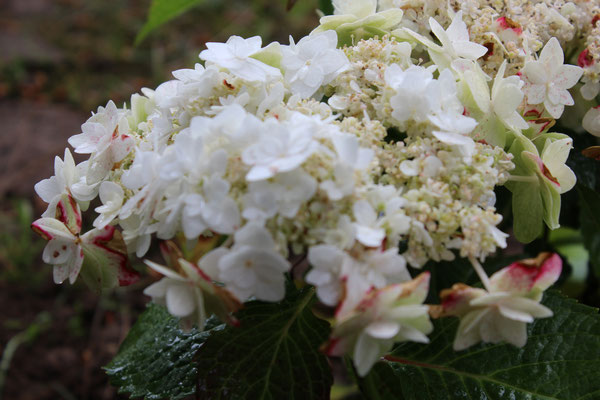 Hydrangea macrophylla "Wedding gown"