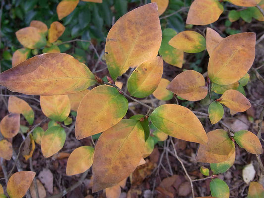黄葉したヤマコウバシ（クスノキ科）落葉低木
