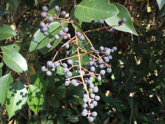 黒く熟したトウネズミモチ（モクセイ科）常緑高木、中国原産要注意外来植物
