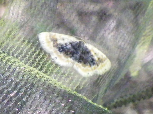 ウチムラサキヒメエダシャク（シャクガ科）食草エノキ