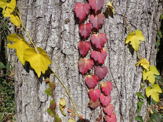 ツタの葉っぱの紅葉（ブドウ科）つる性落葉低木